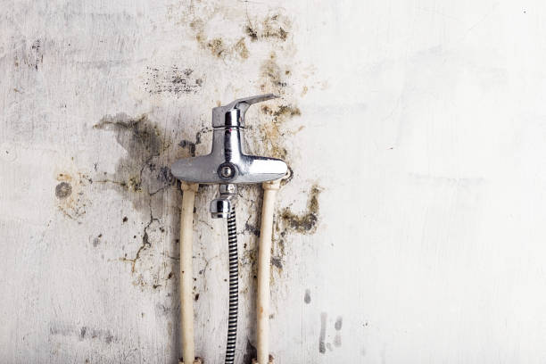 Best Basement Mold Remediation in Golden Gate, FL