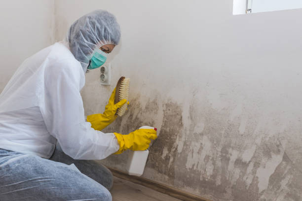 Best Industrial Mold Remediation in Golden Gate, FL