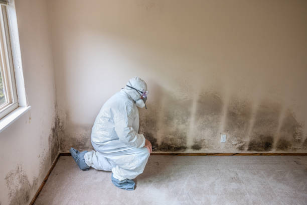 Best Mold Testing and Inspection Services in Golden Gate, FL