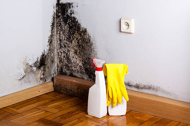 Best Insurance-Related Mold Remediation in Golden Gate, FL