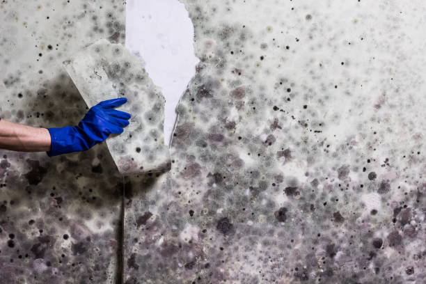 Best Commercial Mold Remediation in Golden Gate, FL