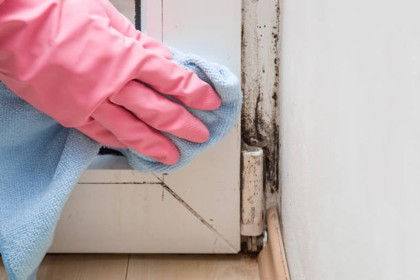 Best HVAC Mold Remediation in Golden Gate, FL